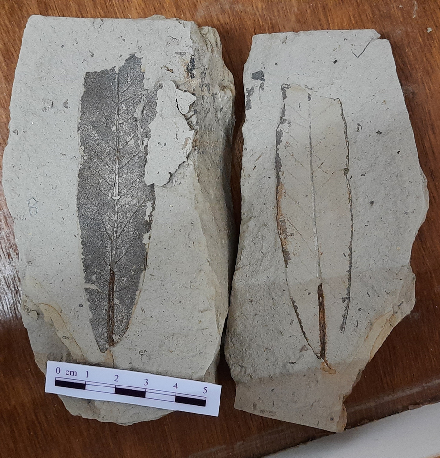 काठमाडौंबाट कसरी हरायो रातो चिमाल? कमल मादेन HimalKhabar A